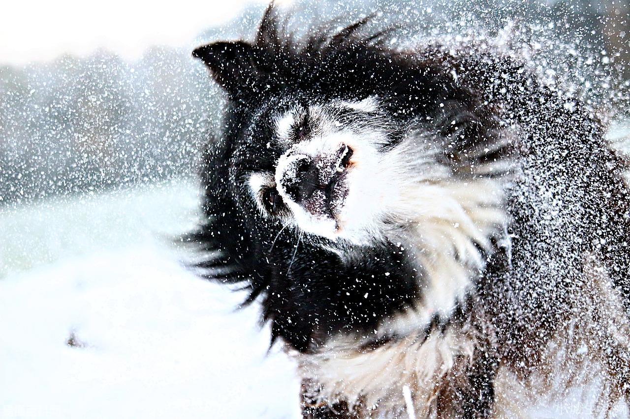梦见下雪是什么意思(梦见下雪的网络用语是什么梗)