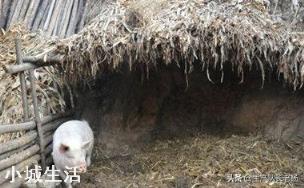 如果準許農村每戶養一兩頭豬，肉價會這么高嗎？