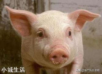 如果準許農村每戶養一兩頭豬，肉價會這么高嗎？