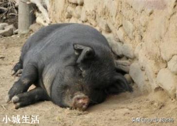 如果準許農村每戶養一兩頭豬，肉價會這么高嗎？