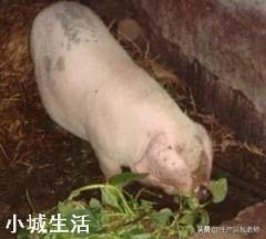 如果準許農村每戶養一兩頭豬，肉價會這么高嗎？