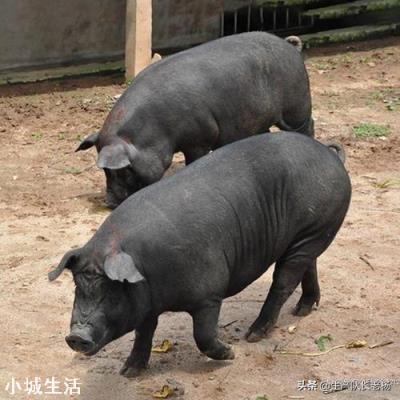 如果準許農村每戶養一兩頭豬，肉價會這么高嗎？