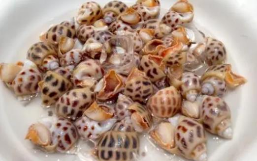 孕妇可以吃花螺吗？新鲜的花螺可以冷冻吗？