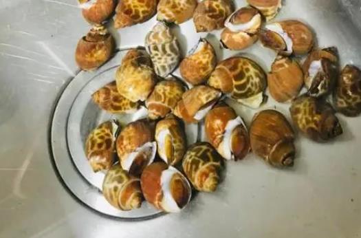 孕妇可以吃花螺吗？新鲜的花螺可以冷冻吗？