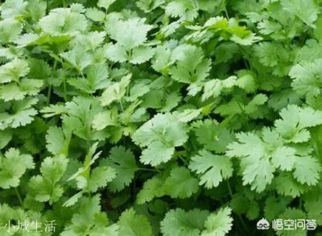 对香菜你持什么态度？你觉得哪些美食搭配香菜味道最佳？