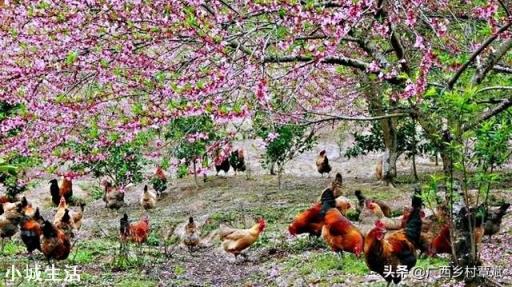 打算办个养鸡场,现在养鸡前景怎么样?