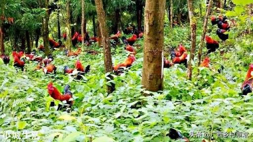打算办个养鸡场,现在养鸡前景怎么样?