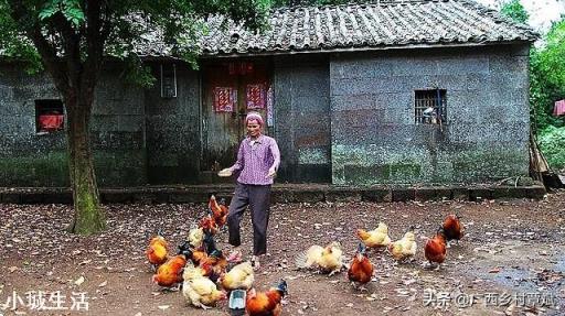 打算办个养鸡场,现在养鸡前景怎么样?