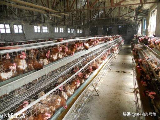 打算办个养鸡场,现在养鸡前景怎么样?