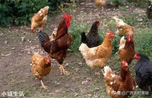 打算办个养鸡场,现在养鸡前景怎么样?