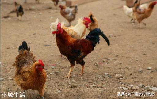 打算办个养鸡场,现在养鸡前景怎么样?