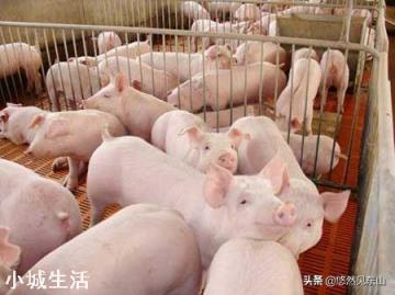 再过十天猪价会涨吗?