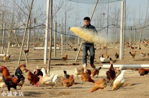 一亩地能散养土鸡多少只，该怎么养？