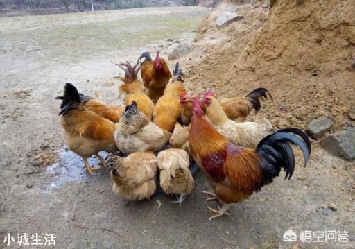 一亩地能散养土鸡多少只，该怎么养？
