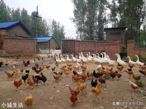 一亩地能散养土鸡多少只，该怎么养？