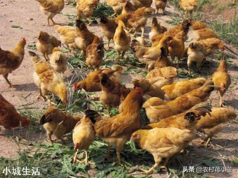 一亩地能散养土鸡多少只，该怎么养？