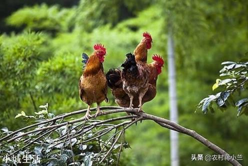 一亩地能散养土鸡多少只，该怎么养？