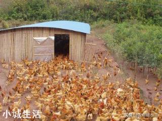 一亩地能散养土鸡多少只，该怎么养？