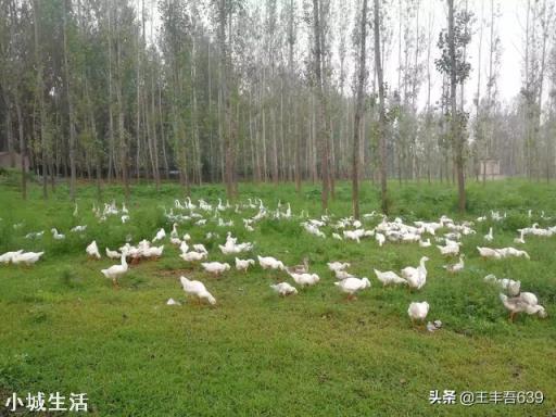 一亩地能散养土鸡多少只，该怎么养？