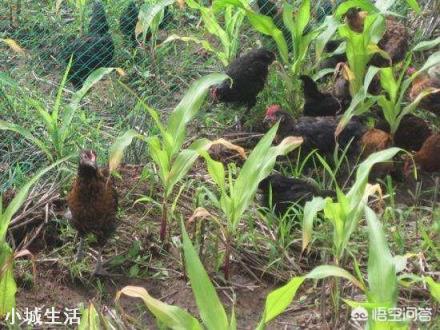 一亩地能散养土鸡多少只，该怎么养？