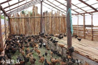 一亩地能散养土鸡多少只，该怎么养？