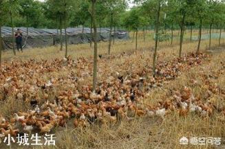 一亩地能散养土鸡多少只，该怎么养？