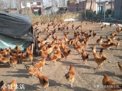 一亩地能散养土鸡多少只，该怎么养？