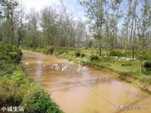 一亩地能散养土鸡多少只，该怎么养？