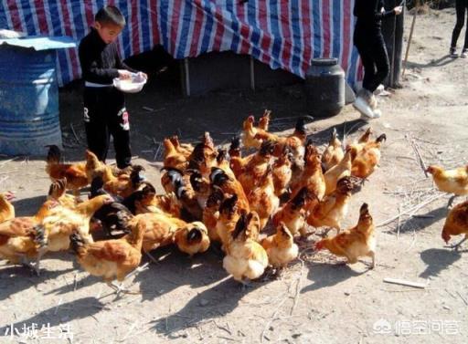 一亩地能散养土鸡多少只，该怎么养？