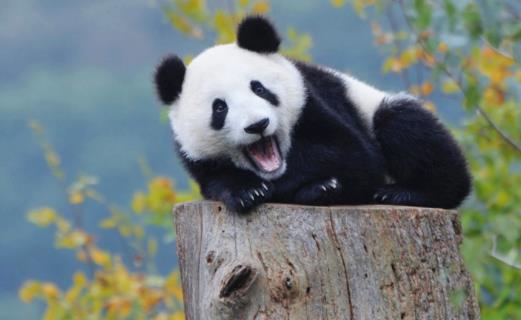 出生時僅重51克 世界上最小的熊貓