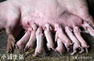 下半年猪肉价格会跌入谷底?多少钱养殖户能保本?
