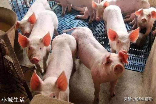 下半年猪肉价格会跌入谷底?多少钱养殖户能保本?