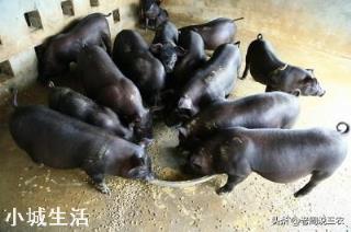 下半年猪肉价格会跌入谷底?多少钱养殖户能保本?