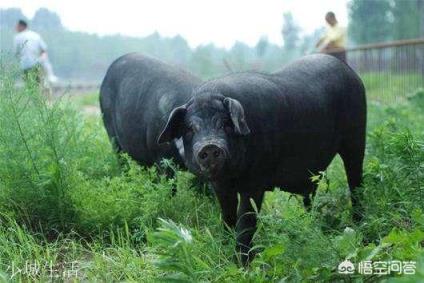 双汇、雏牧香、金锣、雨润哪个品牌的肉相对比较好吃？