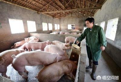 双汇、雏牧香、金锣、雨润哪个品牌的肉相对比较好吃？