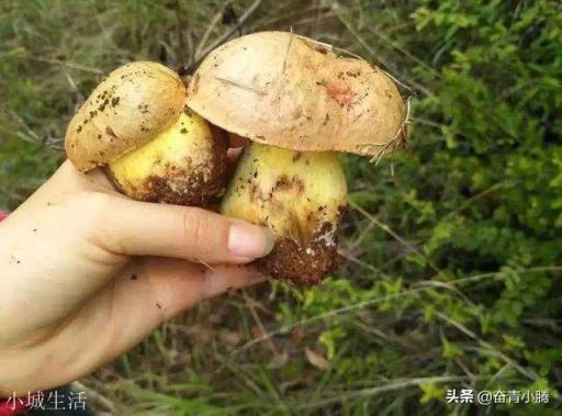 云南的野生菌的做法有哪些？