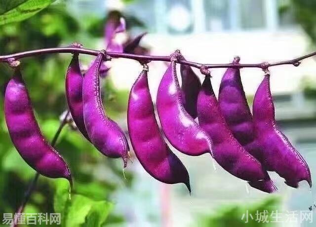 事与愿违是什么意思(事与愿违的网络用语是什么梗)