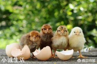 一个农民光养鸡得掌握多少种技术？