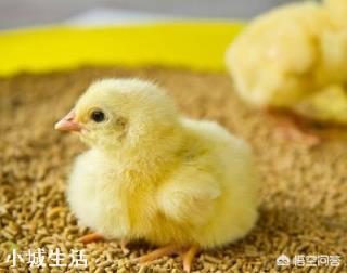 一个农民光养鸡得掌握多少种技术？
