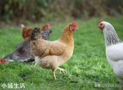 一个农民光养鸡得掌握多少种技术？