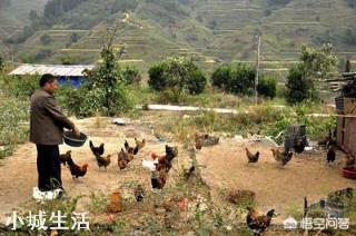 一个农民光养鸡得掌握多少种技术？