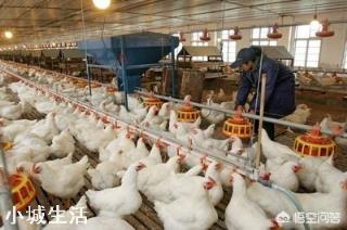 一个农民光养鸡得掌握多少种技术？