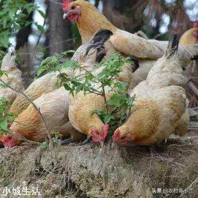 一个农民光养鸡得掌握多少种技术？