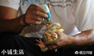 一个农民光养鸡得掌握多少种技术？