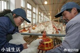 一个农民光养鸡得掌握多少种技术？