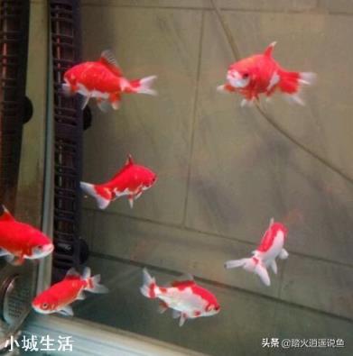 我养的鱼怎么总得病？