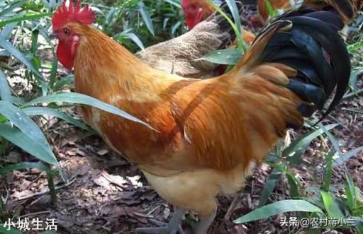 农村到底养殖什么好，赚钱成本低利润高能致富？