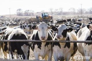 农村到底养殖什么好，赚钱成本低利润高能致富？