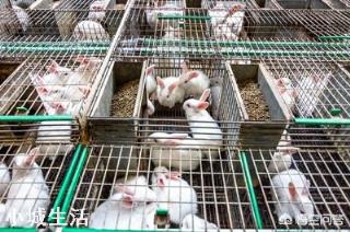 农村到底养殖什么好，赚钱成本低利润高能致富？