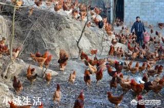 农村到底养殖什么好，赚钱成本低利润高能致富？